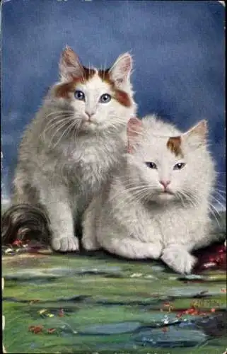Künstler Ak Müller, G., Zwei weiße Katzen