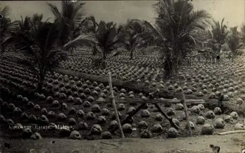 Ak Malaysia, Kokosnuss-Anwesen