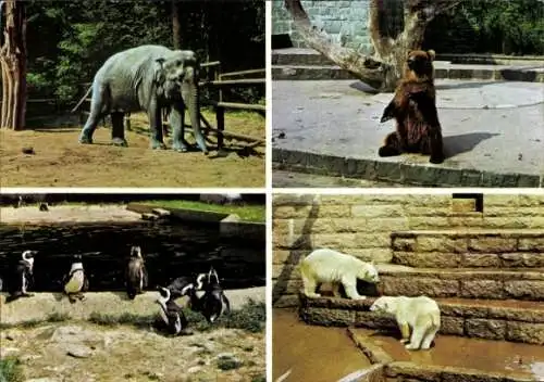 Ak Hansestadt Rostock, zoologischer Garten, Braun, Eisbär, Elefant, Pinguine