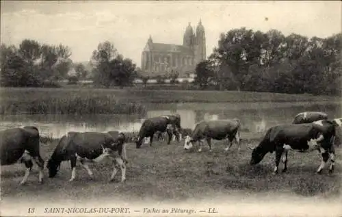 Ak Saint Nicolas du Port Lothringen Meurthe et Moselle, Vaches au Paturage