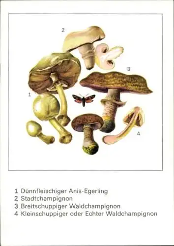 Künstler Ak Schmidt, G., Dünnfleischiger Anis Egerling, Stadtchampignon, Waldchampignon