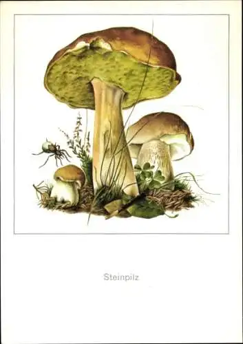 Künstler Ak Schmidt, Gerhard, Steinpilz, NBI Kleine Pilzfibel, Spinne