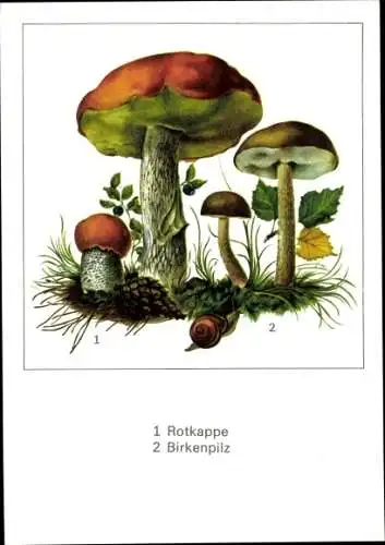 Künstler Ak Schmidt, G., Rotkappe, Birkenpilz