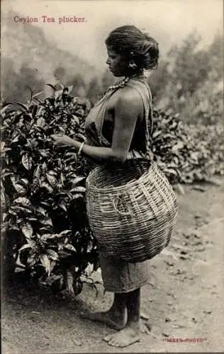 Ak Ceylon Sri Lanka, Frau beim Tee pflücken