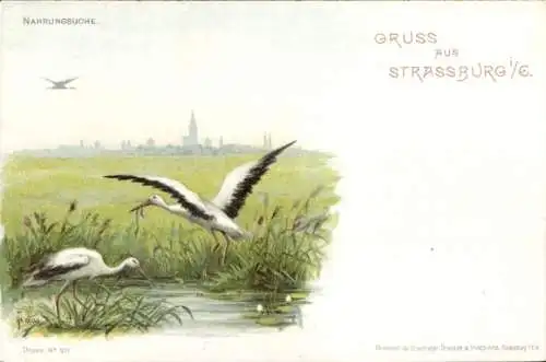 Künstler Litho Haas, I., Strasbourg Straßburg Elsass Bas Rhin, Störche im Flussbett