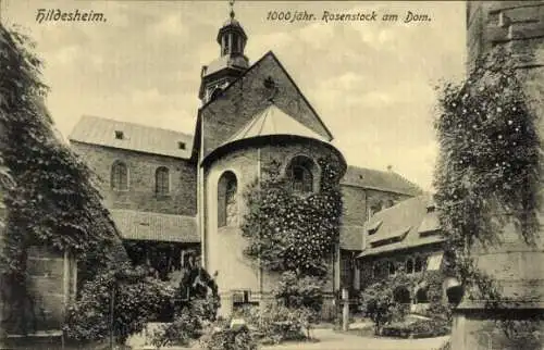 Ak Hildesheim in Niedersachsen, 1000 jähriger Rosenstock am Dom