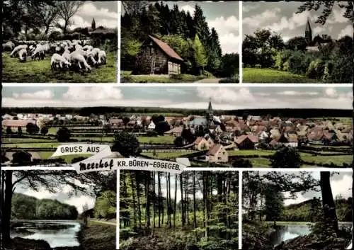 Ak Meerhof Marsberg im Sauerland, Totale, Schafherde, Landschaft