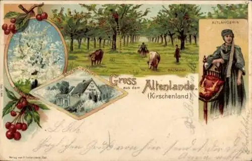 Litho Steinkirchen Altes Land, Kirschenanbau, Altländerin, Bauerngehöft