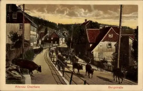 Ak Altenau Clausthal Zellerfeld im Oberharz, Bergstraße, Kühe