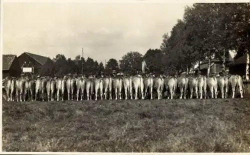 Foto Ak Schongau in Oberbayern, Viehmarkt