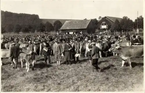 Foto Ak Schongau in Oberbayern, Viehmarkt