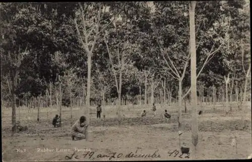Ak Penang Malaysia, Gummi Plantage