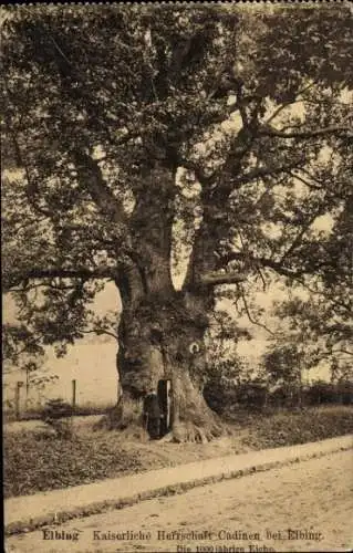 Ak Elbląg Elbing Westpreußen, 1000jährige Eiche