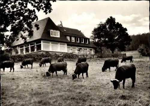 Ak Goslar am Harz, Brothan-Hof, Rinder