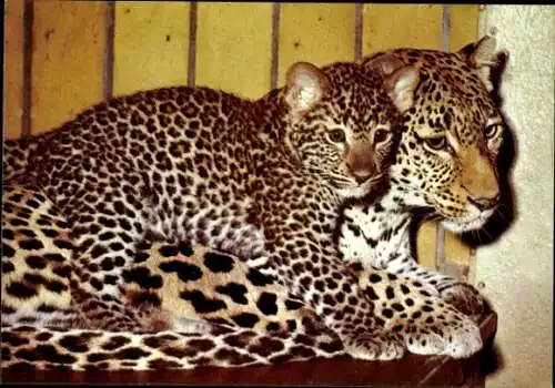 Ak Berlin Tiergarten, Zoologischer Garten, Leopardenmutter mit Jungtier