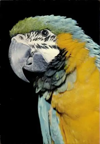 Ak Berlin Tiergarten, Zoologischer Garten, Ararauna, Papagei