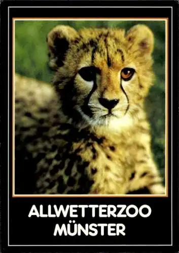 Ak Münster in Westfalen, Allwetterzoo, junger Gepard