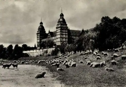 Ak Aschaffenburg in Unterfranken, Schloss, Schafherde