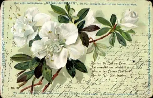 Litho Weiße Blumen, Blüten, Werbung, Kakao