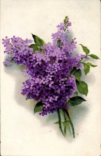 Ak Lila Flieder, Blumen