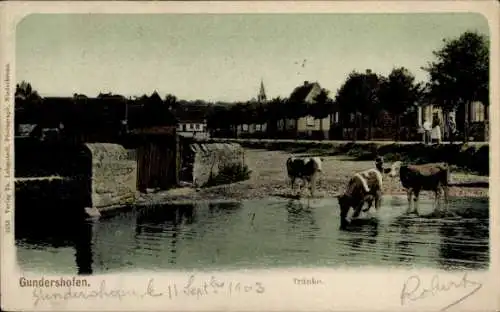 Ak Gundershoffen Gundershofen Elsass Bas Rhin, Kühe im Wasser, Tränke
