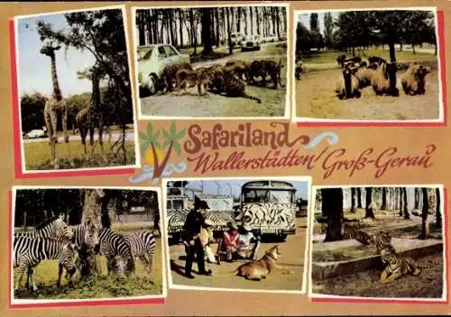 Ak Wallerstädten Groß Gerau in Hessen, Safariland, Zebras, Giraffen, Tiger, Kamele