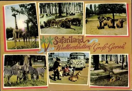 Ak Wallerstädten Groß Gerau in Hessen, Safariland, Zebras, Giraffen, Tiger, Kamele