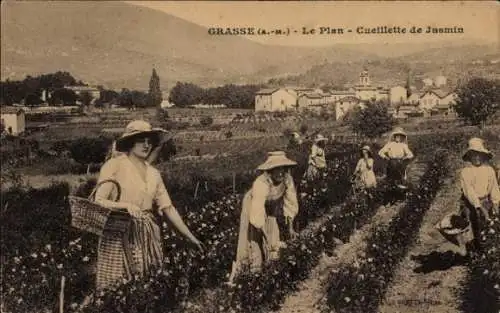 Ak Grasse Alpes Maritimes, Le Plan, Cueillette de Jasmin, Frauen bei der Ernte