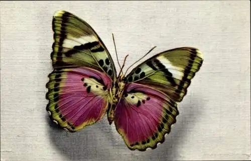 Ak Schmetterling Cethosia