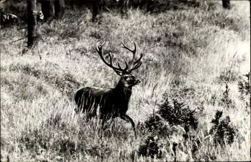 Ak Hirsch auf der Wiese, Geweih, Wald