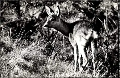 Ak Reh, Jungtier, Wald, Tannenbäume