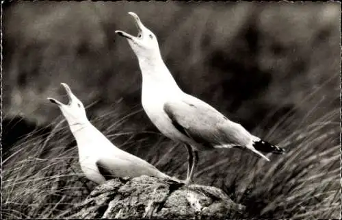Ak Norderney, Jauchzendes Silbermöwenpaar