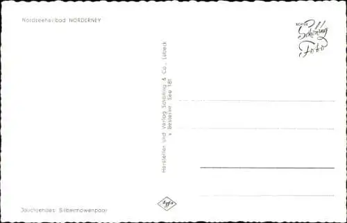 Ak Norderney, Jauchzendes Silbermöwenpaar