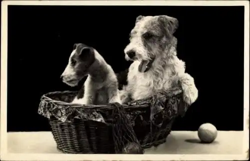 Ak Terrier im Korb, Ball