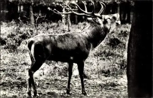 Ak Hirsch im Wald, Geweih