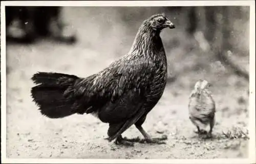 Ak Bankivahuhn, Küken