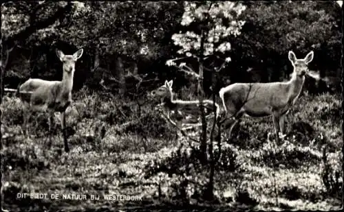 Ak Westerbork, Rehe, Jungtier