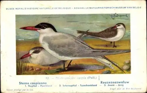 Künstler Ak Dupond, Hub., Sterne Caspienne, Riesenseeschwalbe, Nr. 82
