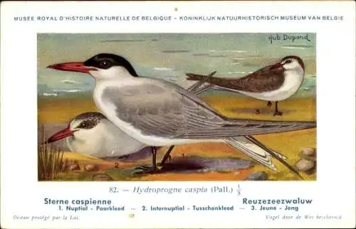 Künstler Ak Dupond, Hub., Sterne caspienne, Reuzezeezwaluw, Nr. 82