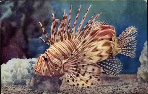 Ak Aquarium von Monaco, Pterois Volitans