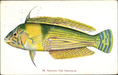 Ak Hawaiianischer Fisch Hemicoris