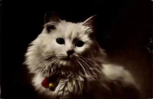 Ak Weiße Katze, Schleife, Tierportrait