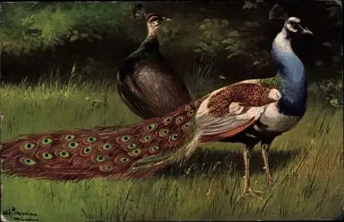 Künstler Ak Schönian, A., Pfauenhahn und Henne