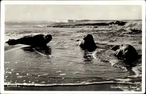 Ak Texel, Robben im Wasser