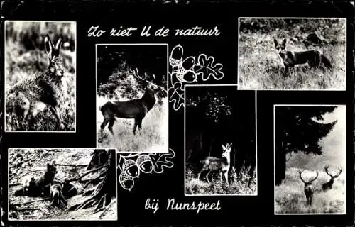 Ak Nunspeet, Waldtiere, Hirsche, Reh, Fuchs, Hase