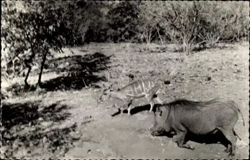 Ak Warzenschwein und Buschbock
