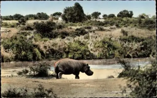 Ak Afrikanische Tierwelt, Nilpferd