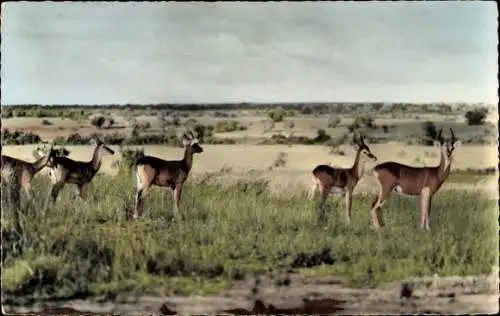 Ak Afrikanische Tierwelt, Antilopen