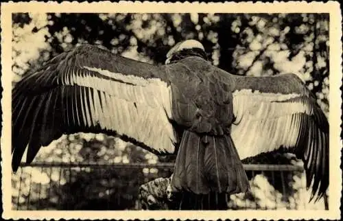 Ak Antwerpen Anvers Flandern, Kondor mit ausgebreiteten Flügeln im Gehege