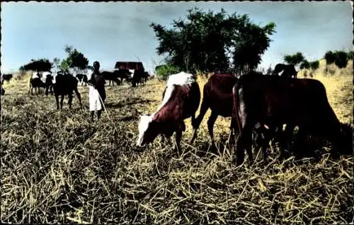 Ak Afrika, Herde auf der Weide